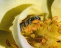Close up of a tiny Small Carpenter Bee (Ceratina sp) pollinating a yellow rose flower