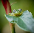 Close up of tiny spiny glass frog of Costa Rica.CR2 Royalty Free Stock Photo