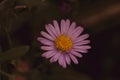 Close up of a tiny violet daisy flower with water drops on it Royalty Free Stock Photo