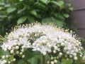 Tiny White Flowers on a Large Shrub Royalty Free Stock Photo