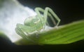 Close up with the tiny white green crab spider Royalty Free Stock Photo