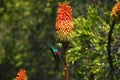 BIRDS- Africa- Close Up of a Tiny Beautifully Colorful Sunbird Royalty Free Stock Photo