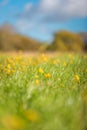 Close up of the tiny yellow flower field. Bokeh depth of field effect in daytime Royalty Free Stock Photo