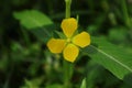 Close up of a tiny yellow four petal flower