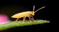 Close up of a tiny yellow insect on a leaf Royalty Free Stock Photo