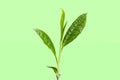 Close-up, the tip of a green tea leaf in the morning, tea plantation, on a green background.