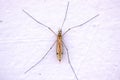 Tipulidae mosquito Royalty Free Stock Photo