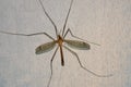 Tipulidae mosquito