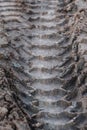 Close-up tire tracks truck on a dirt road in daylight