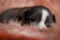 Close up of tired Amstaff puppy sleepily looking around