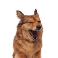 Close up of tired brown metis dog yawning Royalty Free Stock Photo