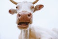 Sleepy white cow portrait close up Royalty Free Stock Photo