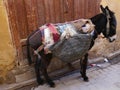 Close up of tired donkey in street laden with baskets, Fez, Morocco