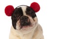 Close up of a tired french bulldog wearing earmuffs