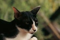 Close up to an angry looking tuxedo pet barn cat Royalty Free Stock Photo