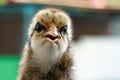 Close up to Baby Mini Wyandotte Chick head and face on green garden bokeh blur background Royalty Free Stock Photo