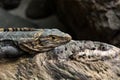 Close up to a yellow grayish lizard