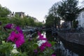 Close up to a beautiful violet garden flowers with famous Amstel river cana Royalty Free Stock Photo