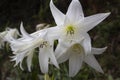 Close up to a beautiful white big flower with green nature Royalty Free Stock Photo