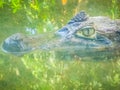 Close up to big and frightening eye of a Caiman (Caimaninae) crocodile staying in still water Royalty Free Stock Photo