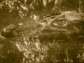 Close up to big and frightening eye of a Caiman (Caimaninae) crocodile staying in still water Royalty Free Stock Photo