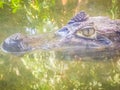 Close up to big and frightening eye of a Caiman (Caimaninae) crocodile staying in still water Royalty Free Stock Photo