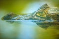 Close up to big and frightening eye of a Caiman (Caimaninae) crocodile staying in still water Royalty Free Stock Photo