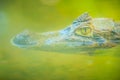 Close up to big and frightening eye of a Caiman (Caimaninae) crocodile staying in still water Royalty Free Stock Photo