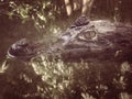 Close up to big and frightening eye of a Caiman (Caimaninae) crocodile staying in still water Royalty Free Stock Photo