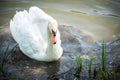 Close up to big male swan in the lake Royalty Free Stock Photo
