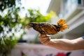 Close up to the Bronze color of SeBright Chick on human hand in the afternoon time at the outdoor garden