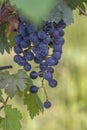 Close up to a bunch of grapes at an Ice Winery in Niagara, Ontario, Canada Royalty Free Stock Photo