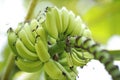 Close-up to the bunch of green bananas on a tree Royalty Free Stock Photo