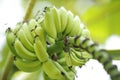 Close-up to the bunch of green bananas on a tree Royalty Free Stock Photo