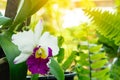 Close up to Cattleya trianae, also known as Flor de Mayo or Christmas orchid. Beautiful white orchid flower mixed with purple and Royalty Free Stock Photo