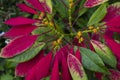 close up to a clorful plant with pink leaves Royalty Free Stock Photo