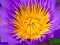 close up to purple lotus flower blooming after rain fall in the Royalty Free Stock Photo