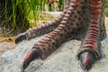 Close up to Colorful and patterns of dinosaur model surfaces