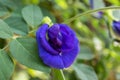 close up to the colourful butterfly pea