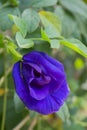 close up to the colourful butterfly pea