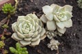 Close up to a couple of geometric green light succulent pattern flowers with black ground and dark green succulents