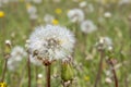 A close up to a dandelion seed head during spring Royalty Free Stock Photo