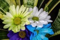 A close up to different collored dasies by a plant