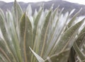 Close up to a Espeletia or frailejon plant leaves with rain drops and colombian mountains landscape