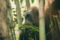 Close up to a female adult sumatran orangutan or Pongo abelii hiding among bamboo trees