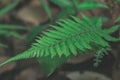 Close up to fern leaves and there bright green