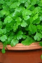 the fresh green leaves of the cilantro plant Royalty Free Stock Photo