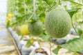 Fresh melon in greenhouse Royalty Free Stock Photo