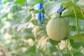 Fresh melon in greenhouse Royalty Free Stock Photo