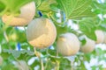 Fresh melon in greenhouse Royalty Free Stock Photo